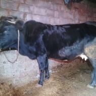 گالش گاو داشتی