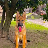 واگذاری ژرمن شپرد 7 ماهه اصیل