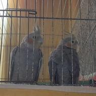 عروس هلندی سخنگو