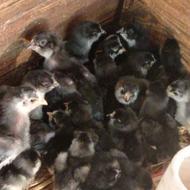 جوجه مرندی اصل