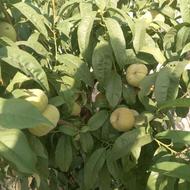 باغ درشبستر