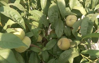 680 متر باغ درشبستر