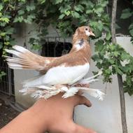 کبوتر جفت یو ولگا