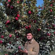 فروش نهال انبه،پرتقال و لیموشیرین،سماق،کاج،خرمالو