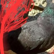 کبوتر گمشده. زیراب سرخکلا