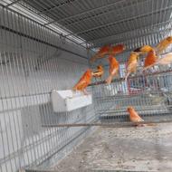 قناری تعداد 50 عدد یک جا اماده جفت