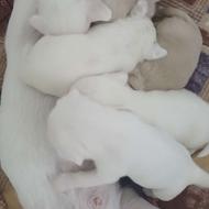 سگ پامبراشپیتزتوله جنسیت ماده 20روزه