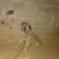 واگذاری توله سگ....