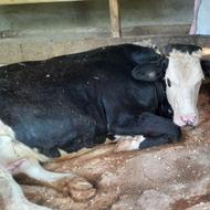 گاو سمینتال