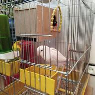 کوتوله برزیلی