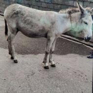 الاغ فروشیی