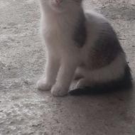 واگذاری رایگان بچه گربه