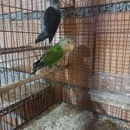 طوطی برزیلی یاکوتوله ماده بلک