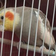 عروس هلندی خانگی با غذا مخصوص پرنده خانگی