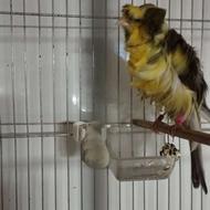 9 تاسره نر 1عدد ماده جوجه قفس6ماهقفس