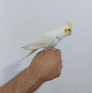 طوطی عروس نیمه رام