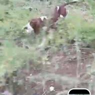 واگذازی سک شکاری پونیتینر واگزاری