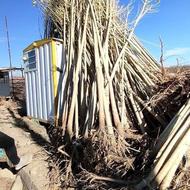 نهالستان غرب فروش نهال صنوبر نیگرای ترکیه بقیمت ویژه