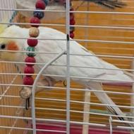 عروس هلندی لوتینو