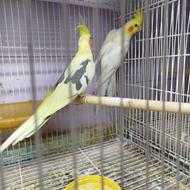 طوطیعروس(نرماده)