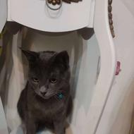 واگذاری گربه برتیش