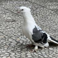 کبوتر زینتی