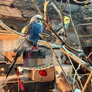 جابه جای با پرنده قفسی