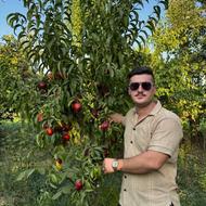 پخش نهال های بلک بری،رازبری،بلوبری و انواع میوه و مرکبات