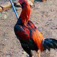 خروس لاری ریش فروشی.