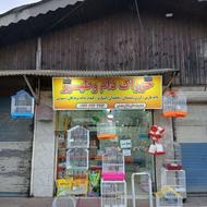 قفس و پرنده طوطی