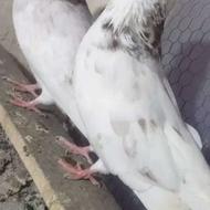 یک‌جفت‌کبوتر‌به‌فروش‌میرسد‌در‌هشترود