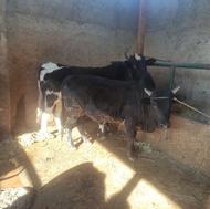 سه راس گاو گوشتی داشتی