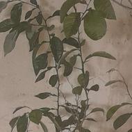 فروش تعدادی درختچه نارنج .پرتقال.البالو شیراز