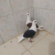 دوتا کبوتر دوکت زرنگ