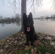 واگذاری سگ ژرمن