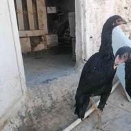 مرغ شامو یتیغ مشکی