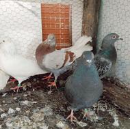 ‌کفتر‌های‌‌پرشی‌نسل‌قدیم‌هر‌چهار‌تا‌نر‌هستن‌‌