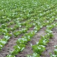 فروش محصولات کاهو