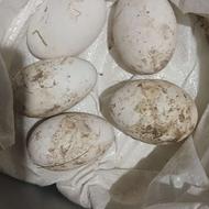 تخم غاز دوساله صددرصد نطفه دار