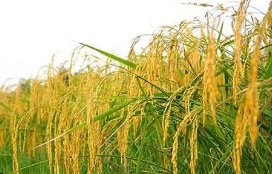 فروش زمین کشاورزی 8000 متر در کلیجان رستاق