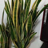 گل سانسور یا بسیار بزرگ وپر