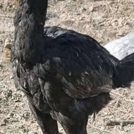 خروس لاری ومرغ