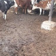 تلیسه سمینتال