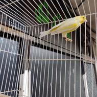 فروش یک جفت قناری نر و ماده بالغ