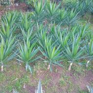 فروش گلهای بیرونی مناسب برای فضای سبز