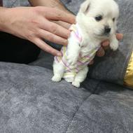 واگذاری شیتزو