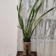 گل سانسوریا