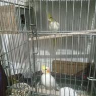 یک جفت طوطی عروس با قفس و کل لوازم