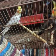 جفت طوطی معاوضه