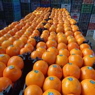 خرید پرتغال ونارنگی